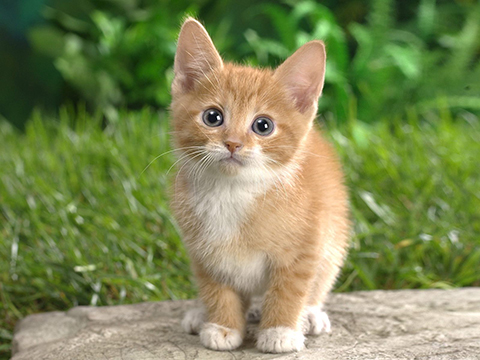 ../_images/cat.jpg
